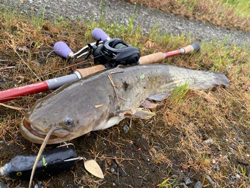 ナマズの釣果