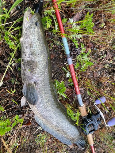 ライギョの釣果