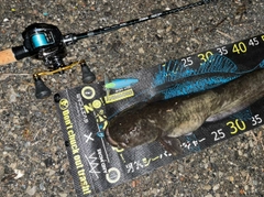 マナマズの釣果