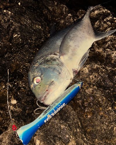 ロウニンアジの釣果