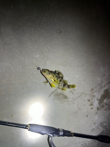 タケノコメバルの釣果