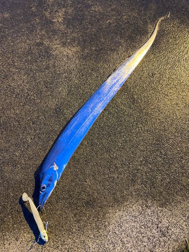 タチウオの釣果