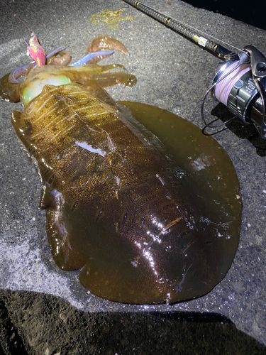 アオリイカの釣果