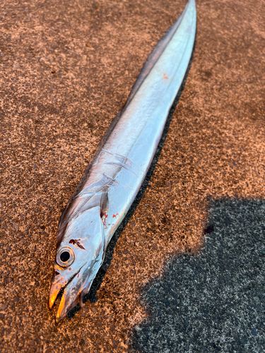 タチウオの釣果