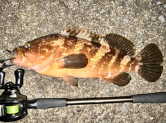 キジハタの釣果