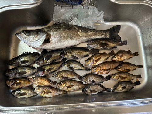 メバルの釣果