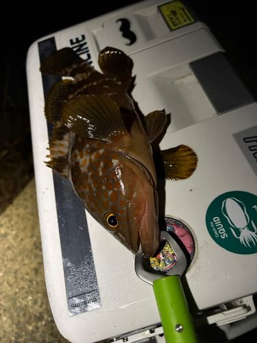 キジハタの釣果