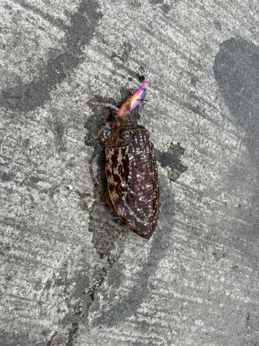 コウイカの釣果