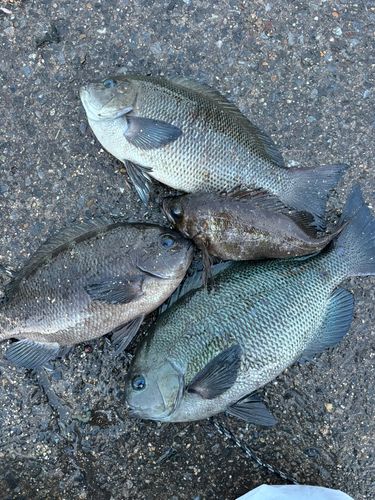 メジナの釣果