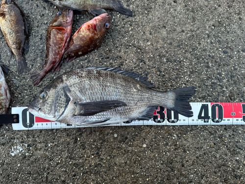 クロダイの釣果