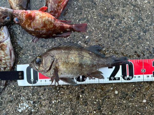 メバルの釣果