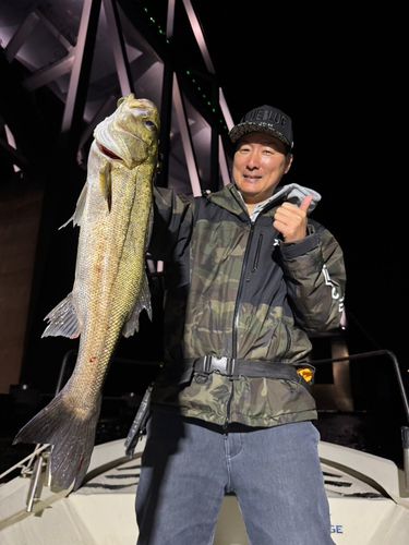 シーバスの釣果