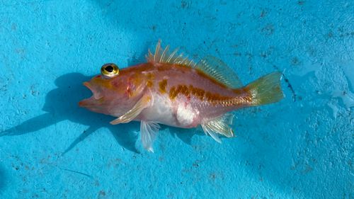 アヤメカサゴの釣果