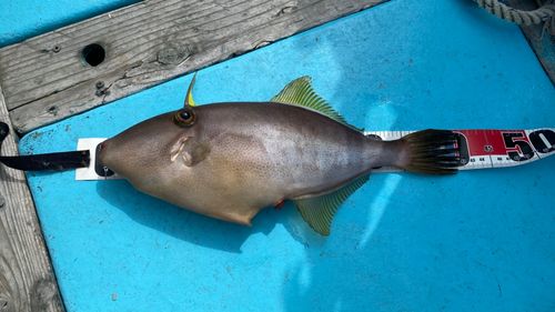 ウマヅラハギの釣果