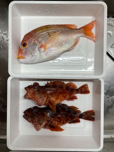 レンコダイの釣果