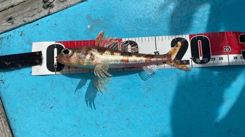 ヒメの釣果