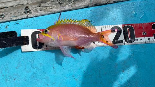 サクラダイの釣果