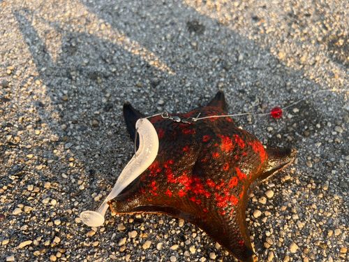 タケノコメバルの釣果