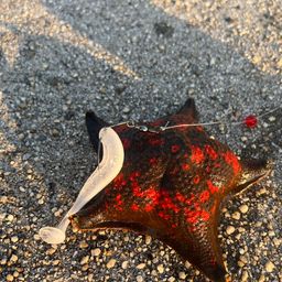 タケノコメバル