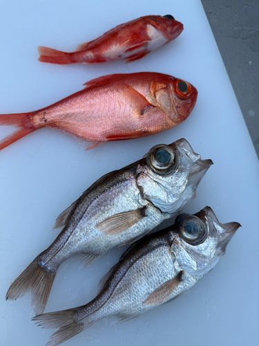 キンメダイの釣果