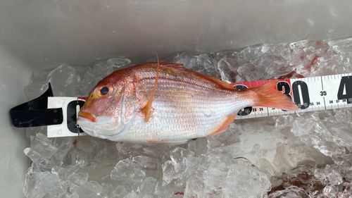 レンコダイの釣果
