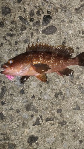アコウの釣果