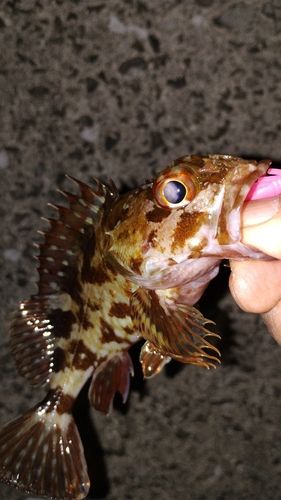 カサゴの釣果