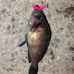メバル