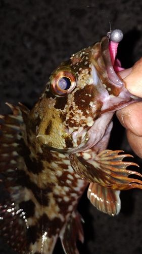 カサゴの釣果