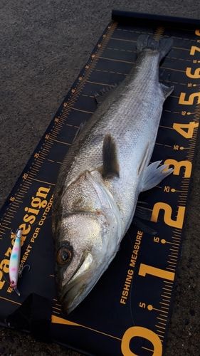 シーバスの釣果