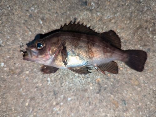 メバルの釣果