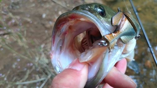 ラージマウスバスの釣果
