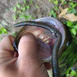 ブラックバス