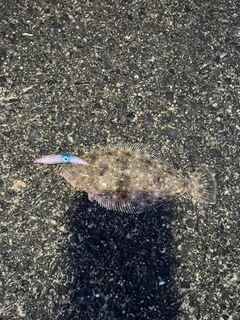 ソゲの釣果