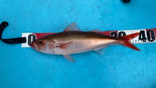 ハチビキの釣果