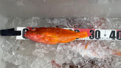 アカハタの釣果