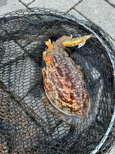 コウイカの釣果