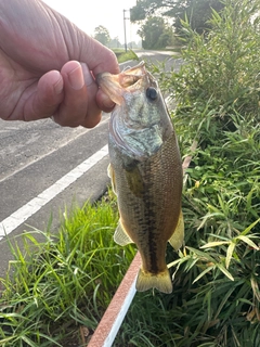 ラージマウスバスの釣果