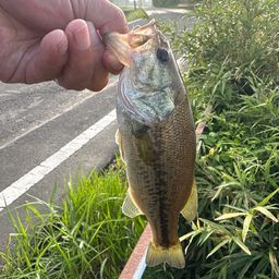 ラージマウスバス