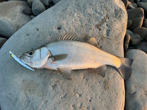 ヒラスズキの釣果