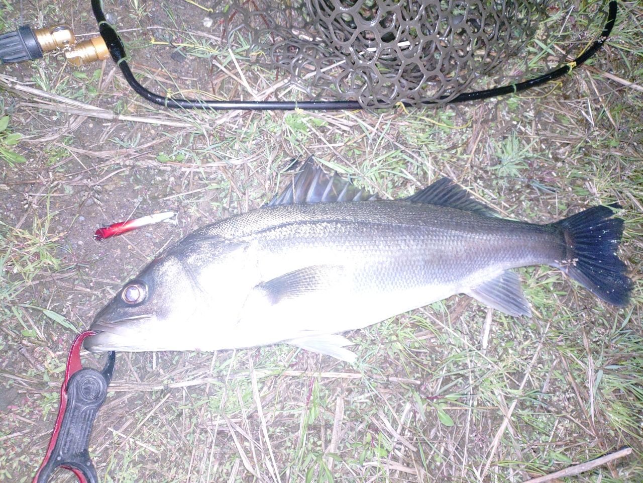 フッコ（マルスズキ）