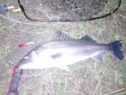 フッコ（マルスズキ）の釣果