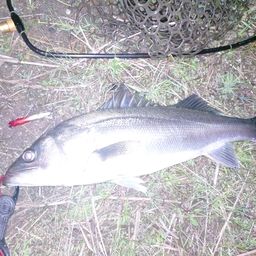 フッコ（マルスズキ）