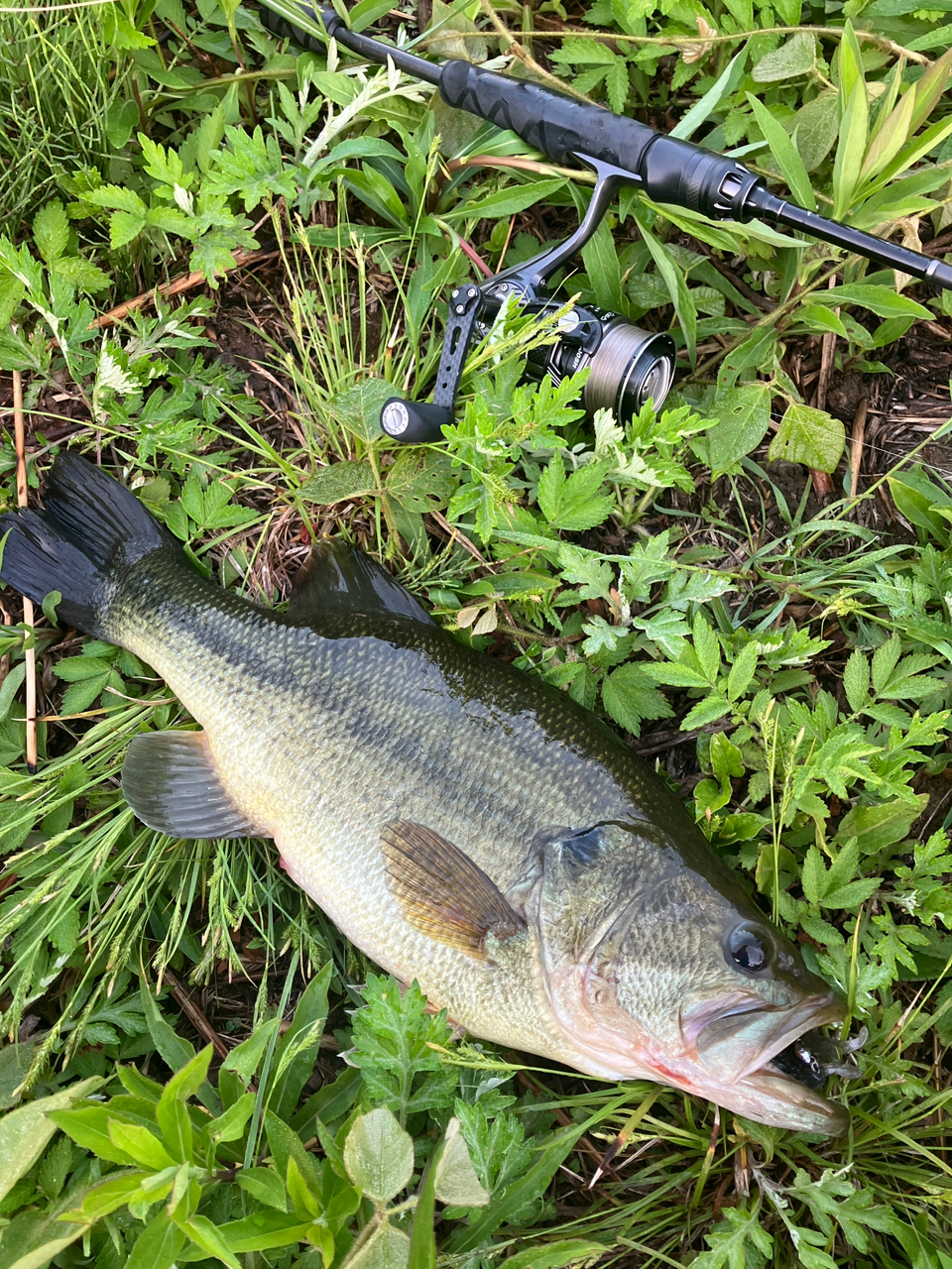 AbuGarcia ベルサート VERS-64Lの最安値・インプレ・釣果 | 本音 AbuGarcia ベルサート VERS-64Lの最安値・インプレ・釣果 | 本音