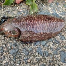 コウイカ
