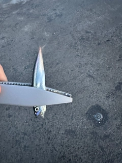サバの釣果