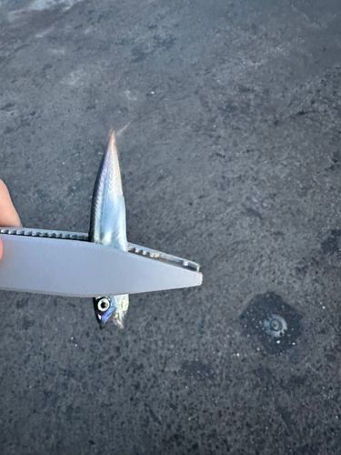 サバの釣果