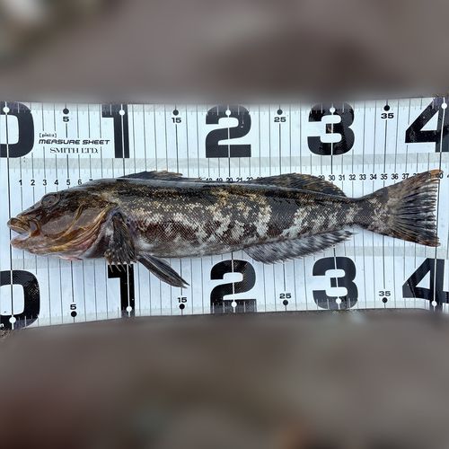 アイナメの釣果