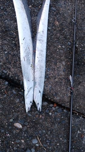 タチウオの釣果