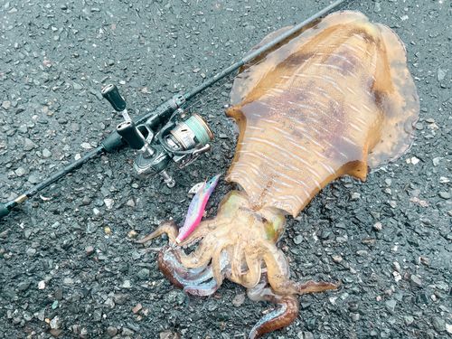 アオリイカの釣果